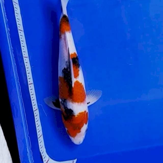 Kindai Showa 31cm