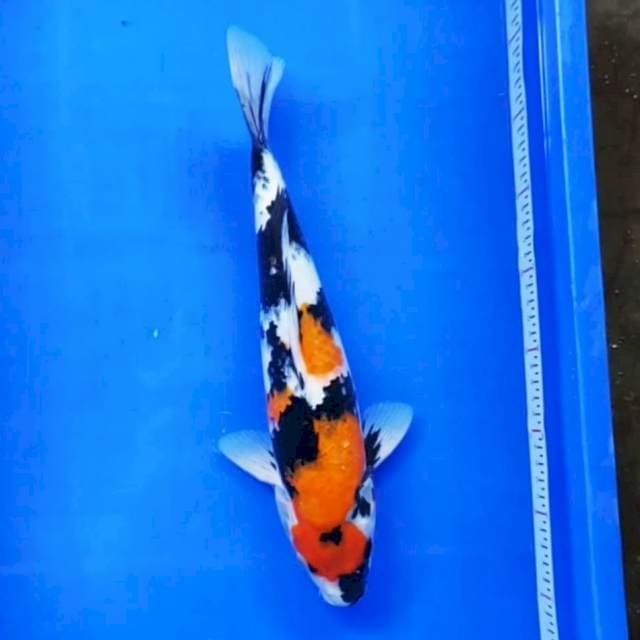 Showa 35cm 