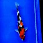 Showa 35cm 