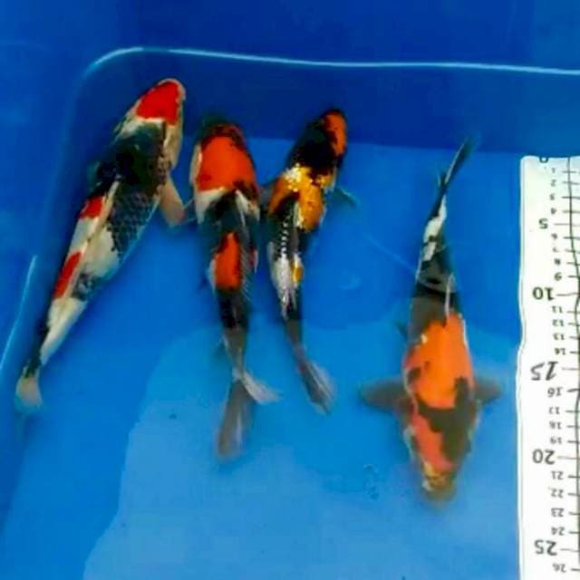 Showa 25 cm