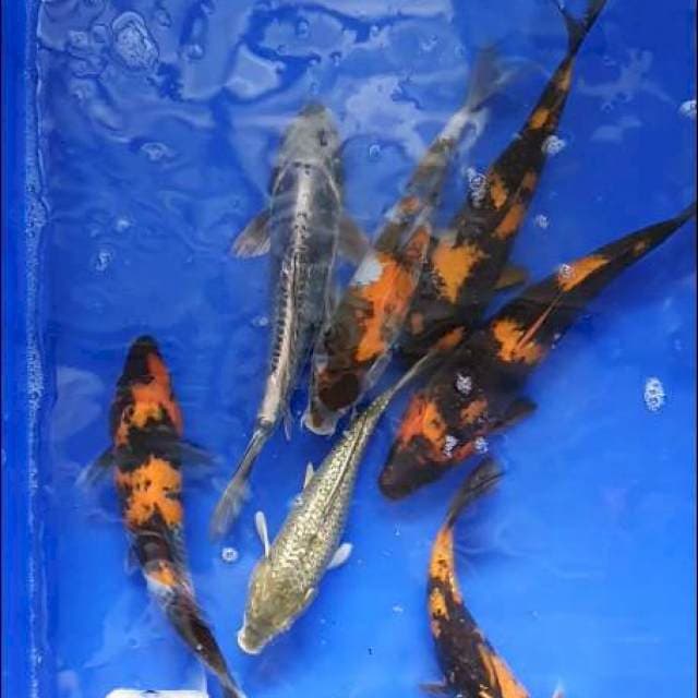 Mix 23-30cm