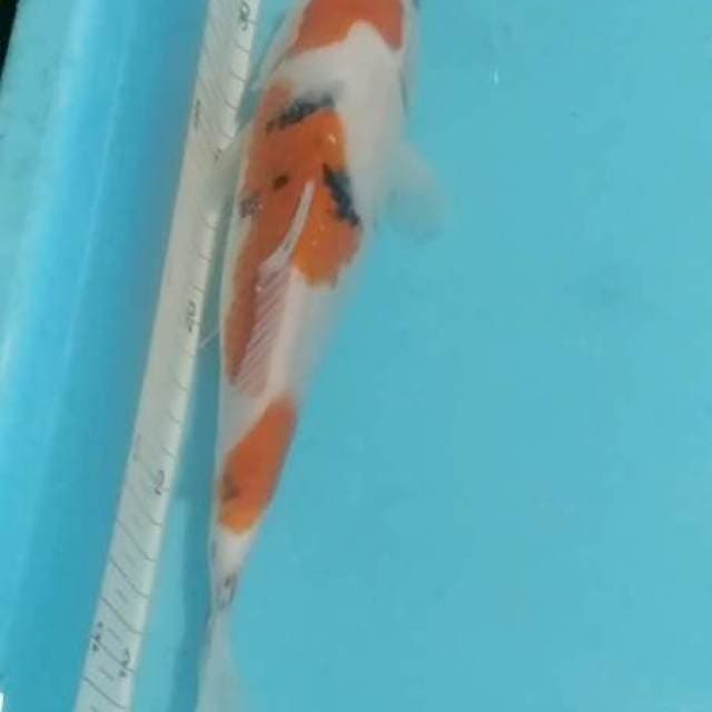 MARUTEN SANKE 26CM 