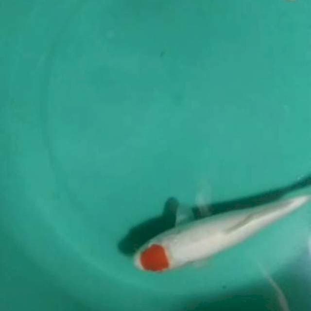 TC KOHAKU 25CM