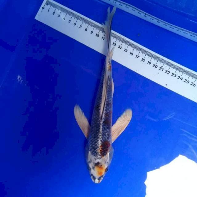 Kumpay kujaku 28 cm