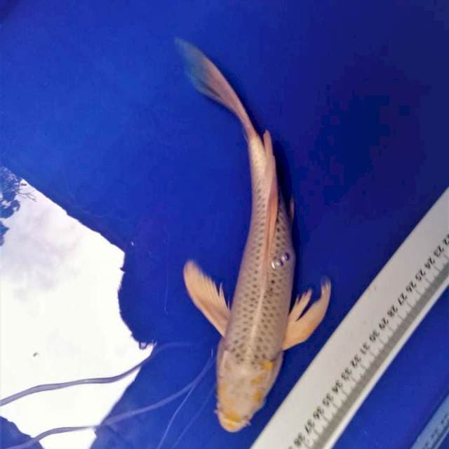 Kumpay matsuba 28cm