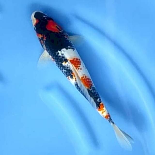 KANOKO SHOWA # 29CM