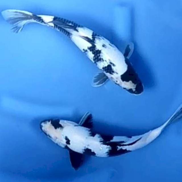 2 EKOR SHIRO BERSIH # 29-31 CM