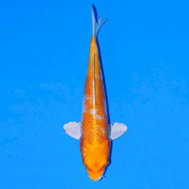 HARIWAKE 21Cm Male 
