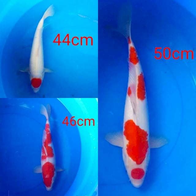 Kohaku jumbo 3 ekor 44,46,50cm
