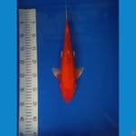 Akahajiro 35 cm