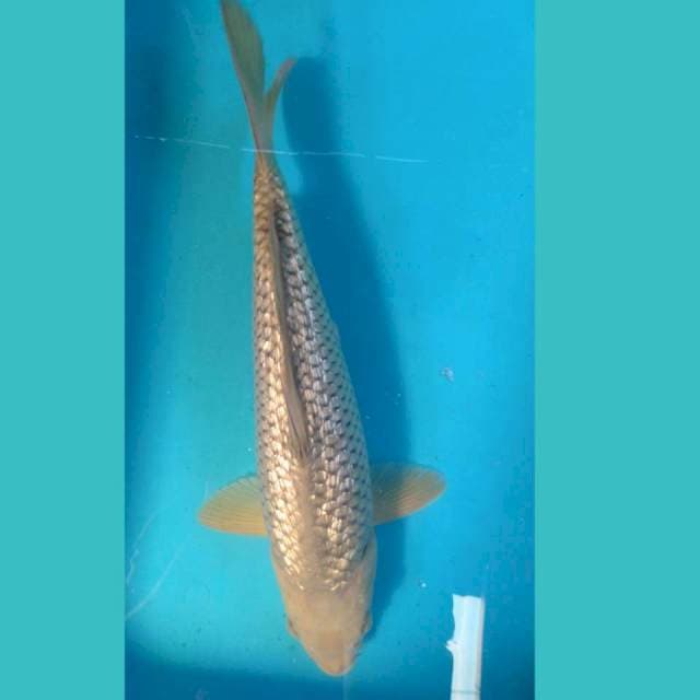 Soragoi Ginrin 32cm