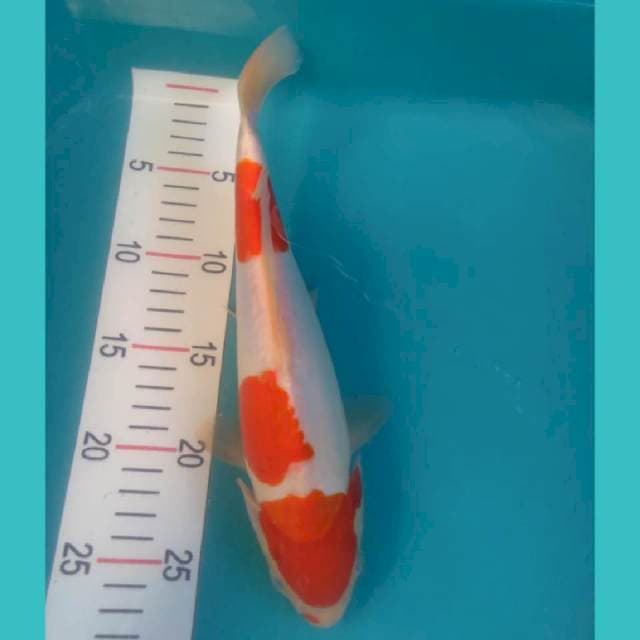 Kohaku Doit 29cm
