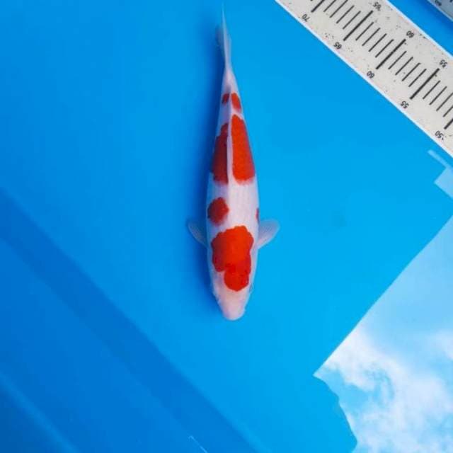 Kohaku SQ 35cm.