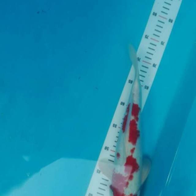 KOHAKU