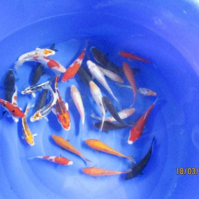 Paket mix 30 ekor
