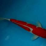 Kohaku