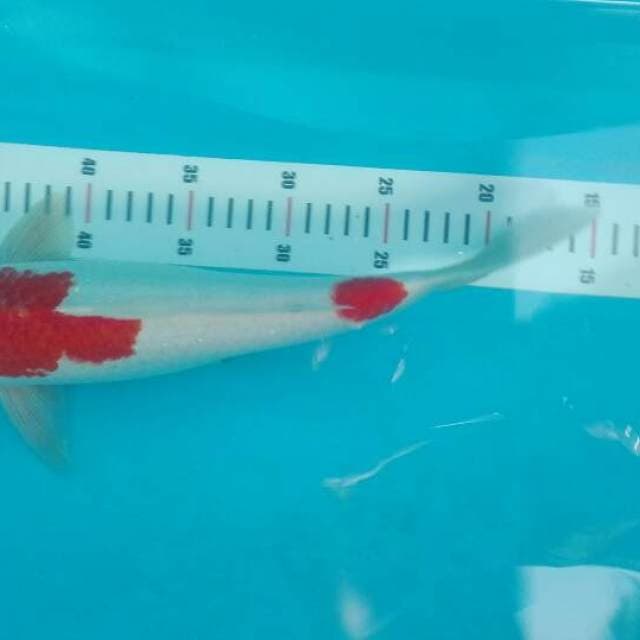 kohaku