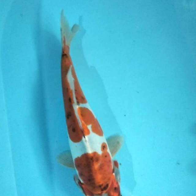Kiko