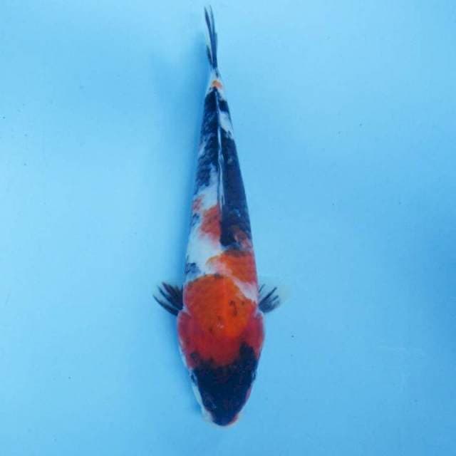 Showa 25 cm