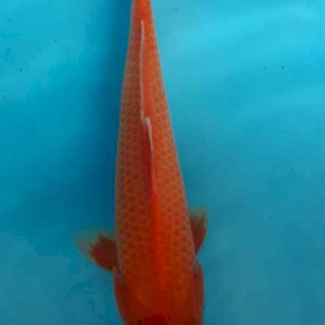 Akahajiro