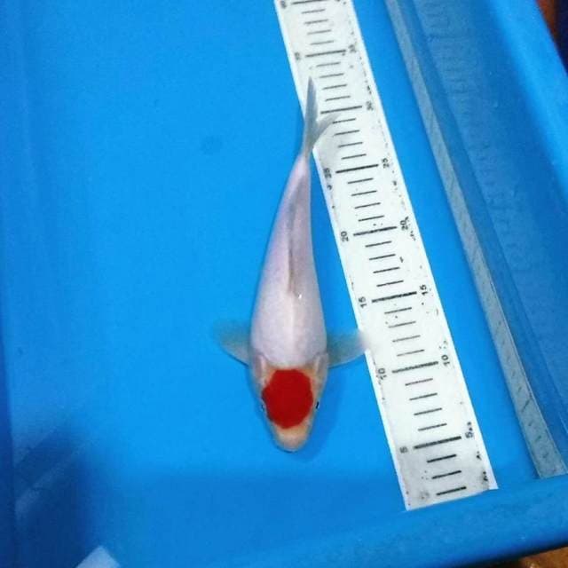 Tancho kohaku shotboddy