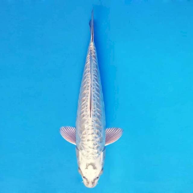 ARENA 14 ~ MUKASHI NAGA ™