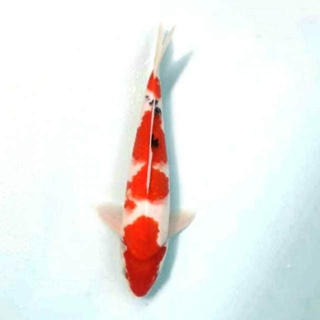 Sanke 4step jozz 36cm