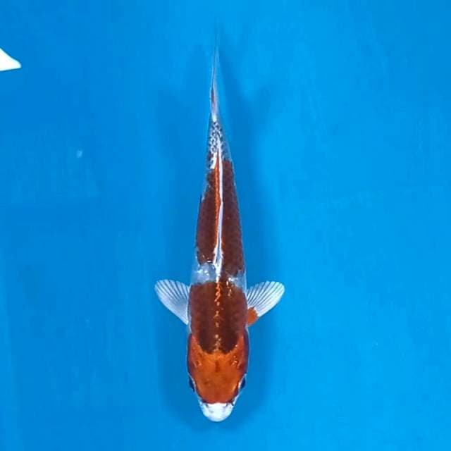 Kujaku, 13 cm