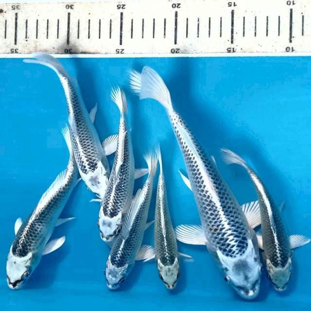 Paket 7 ekor Gin matsuba, 13 cm - 22 cm
