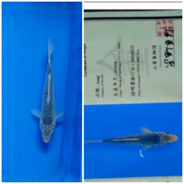 Asagi 25bu import certy yamaju farm