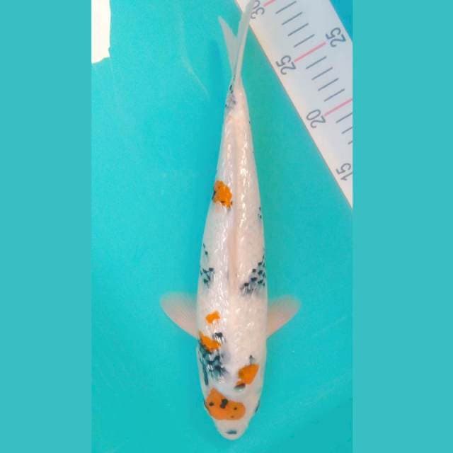 Kindai Showa Ginrin 33cm