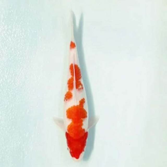 Kohaku jozz 2..36cm