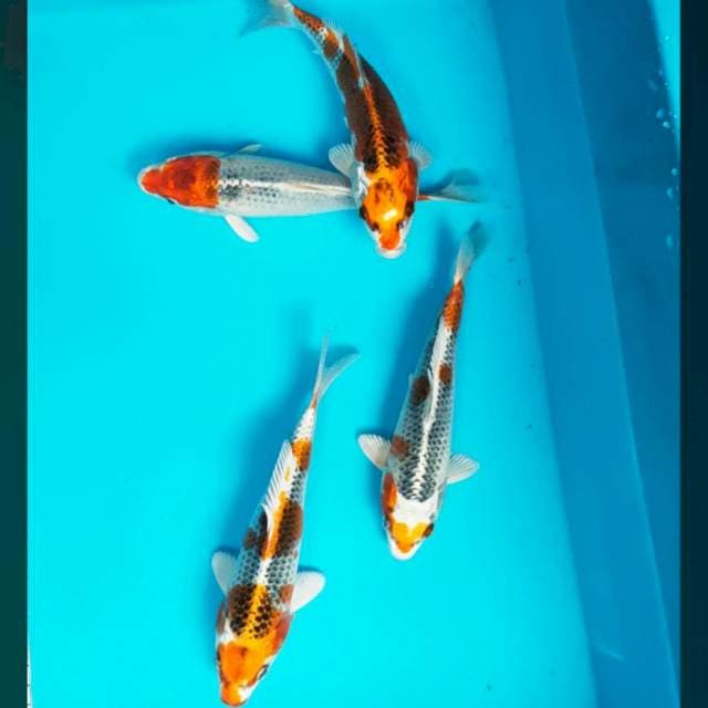 Kujaku jooz 19,20 cm