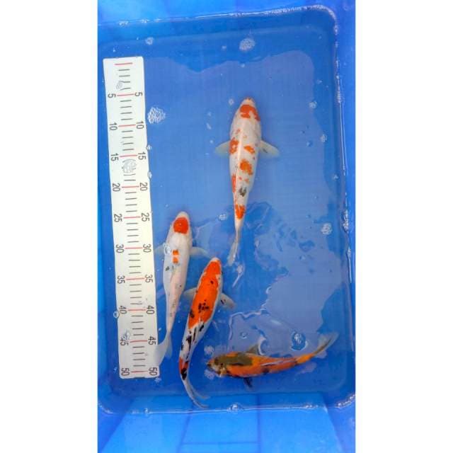Paket mix 24-27 cm