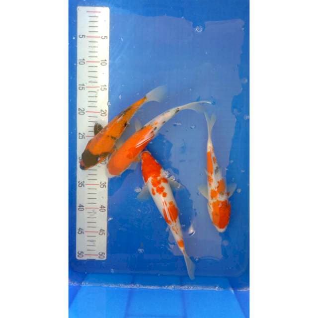 Paket mix, 25-28 cm