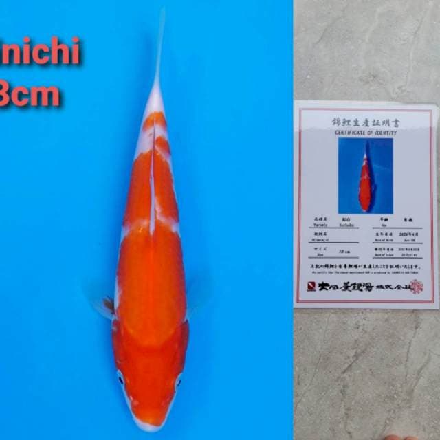 Dainichi kohaku 19cm certi