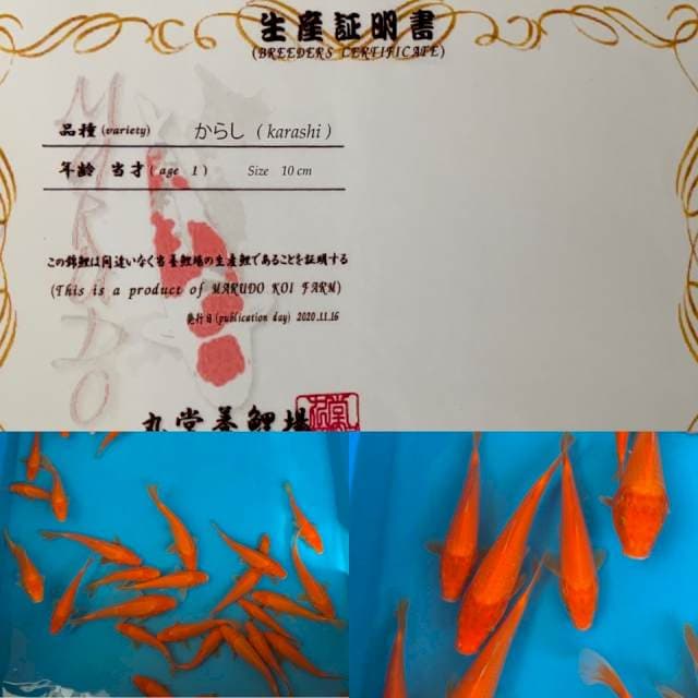 RED KARASHI MARUDO JUMBO