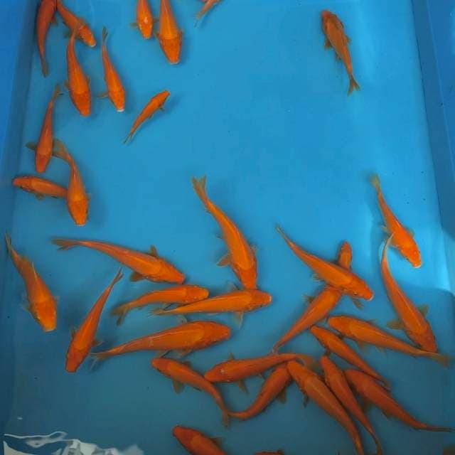 RED KARASHI MARUDO JUMBO