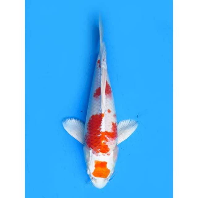 Kumpay - 36cm Male