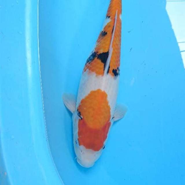 showa F 42 cm 