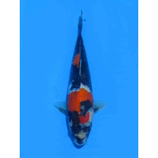 Showa SQ - 25cm Male