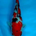 SANKE 30CM