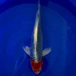 Friday - tanco gosiki sleyer 44cm