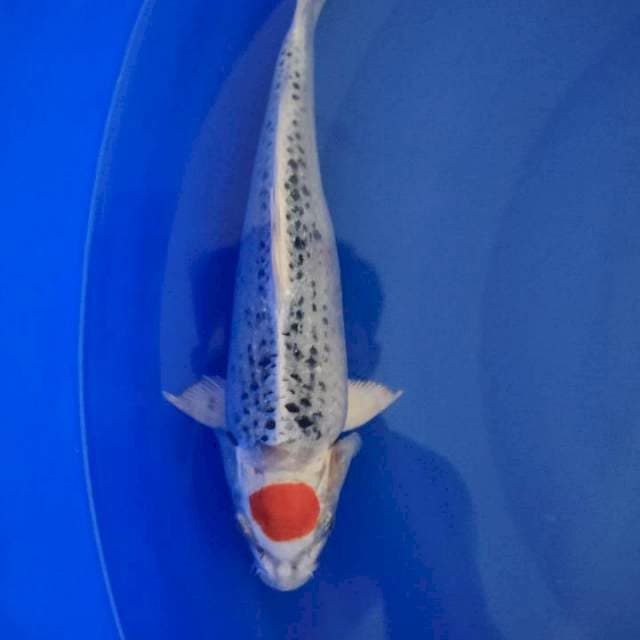 Friday - Tanco kujaku 27cm