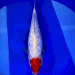 Friday - Tanco kohaku ginrin 28cm