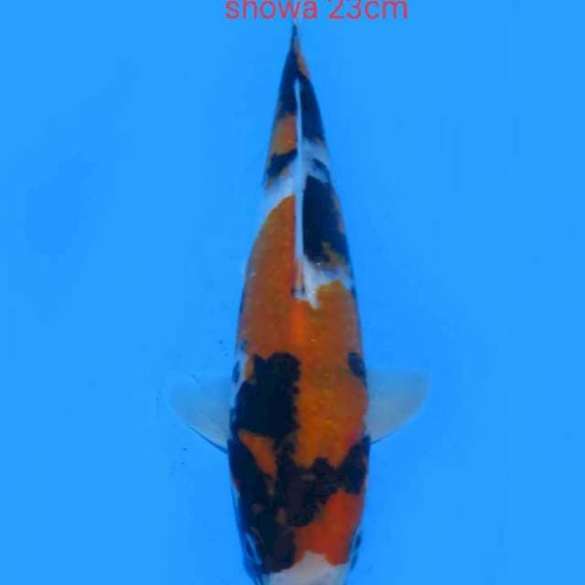 Showa 23cm