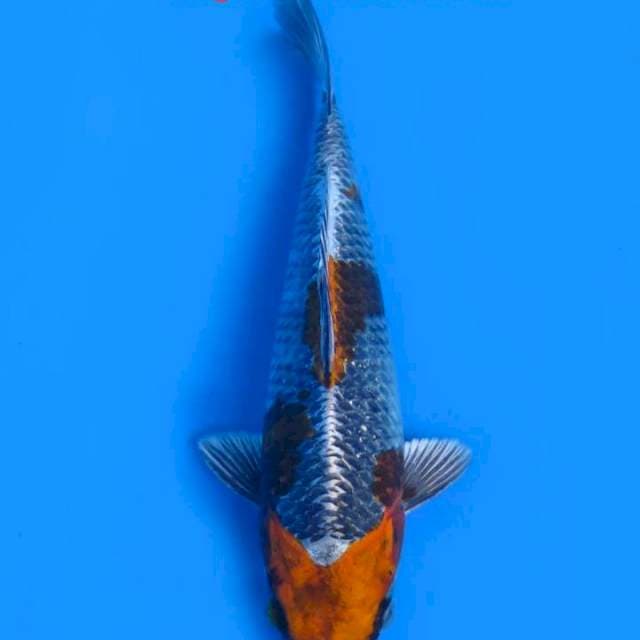 Kogane metalik 21cm