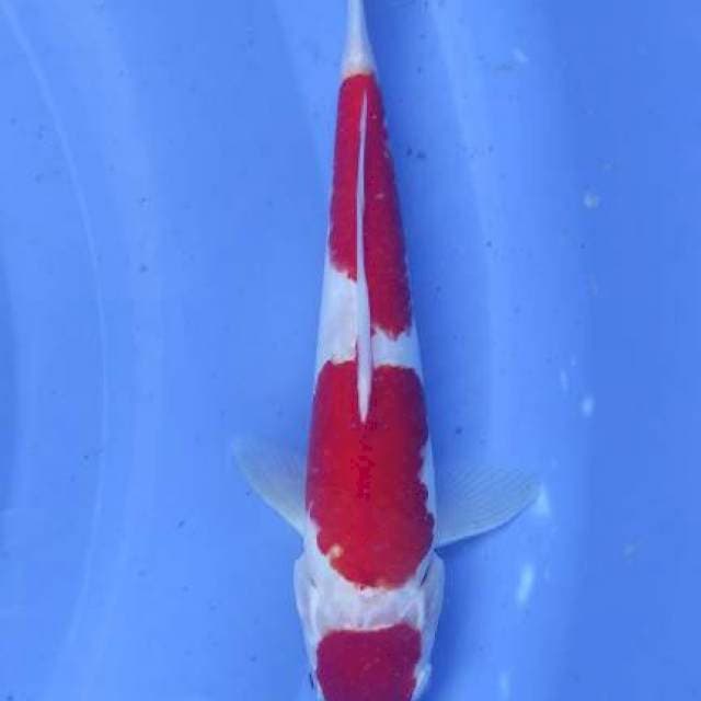 Kohaku original 24