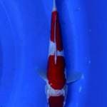 Kohaku original 24