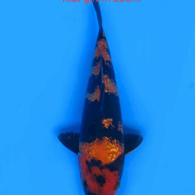 Hiutginrin 23cm